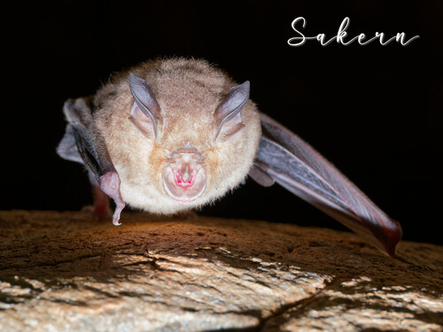 Chinese Rufous Horseshoe Bat