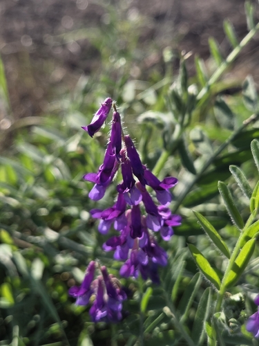 hairy vetch