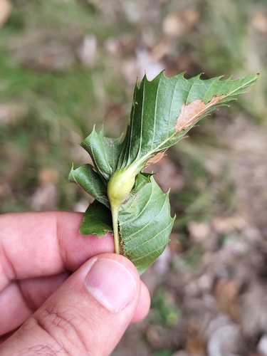 Asian Chestnut Gall Wasp