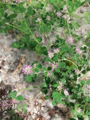 Trifolium resupinatum