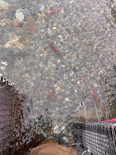 Sockeye Salmon