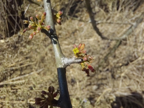 Tall Common Corkwood
