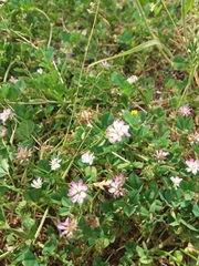 Trifolium resupinatum