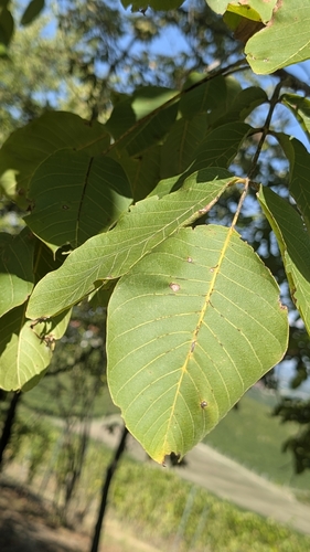 Persian walnut