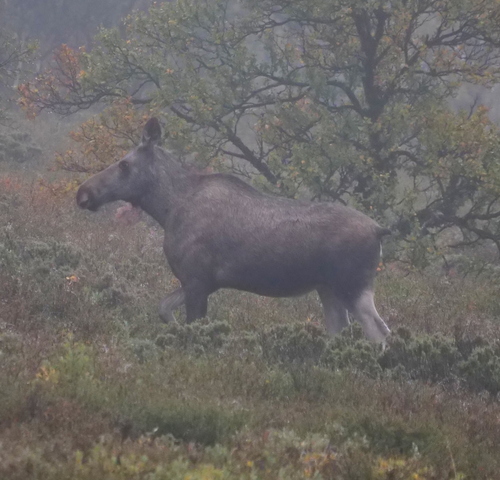 Moose