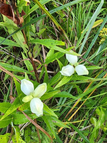 white turtlehead
