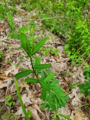 Euphorbia pubentissima