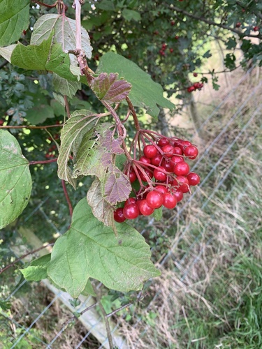 guelder-rose