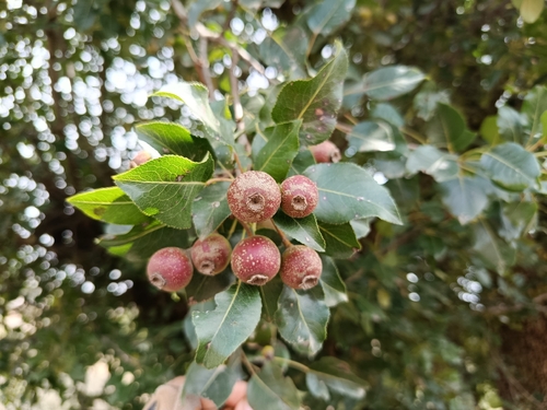 Pyrus boissieriana