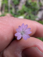 Petrorhagia dubia, photograph author not stated, no rights reserved