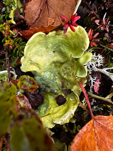 Arctic Kidney Lichen