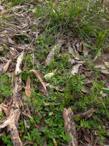 Petrorhagia dubia, photograph 5