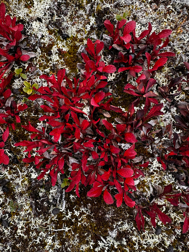 alpine bearberry