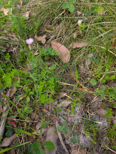 Petrorhagia dubia, photograph 6