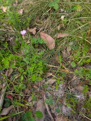 Petrorhagia dubia, photograph author not stated, no rights reserved