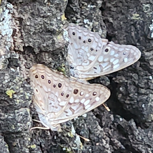 Hackberry Emperor