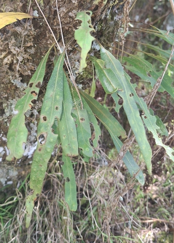 Pleopeltis macrocarpa observed 2026-09-12