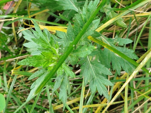 common mugwort