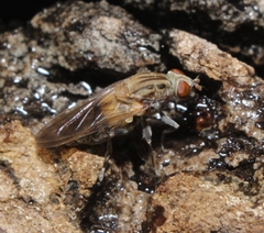 Brachyopa vacua