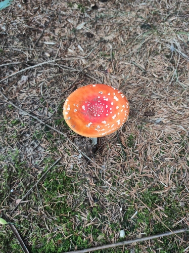 Fly Agaric