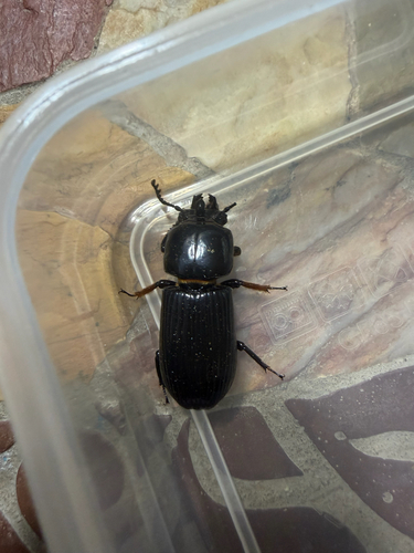 Horned Passalus Beetle