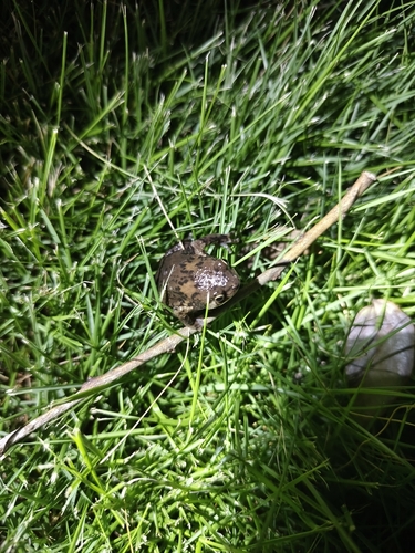 Sichuan Digging Frog