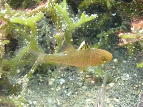 Ostorhinchus hoevenii observed 2026-09-12