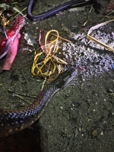Mountain Water Snake