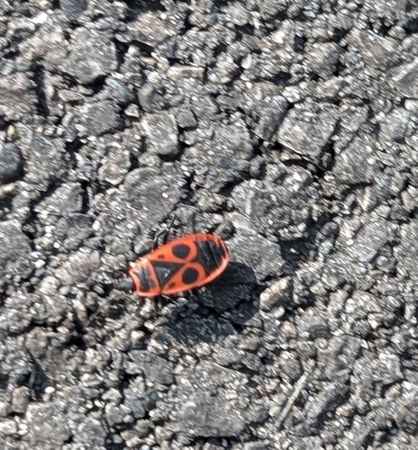 European Firebug