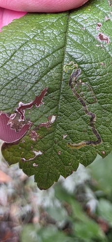 Rose Leaf Miner