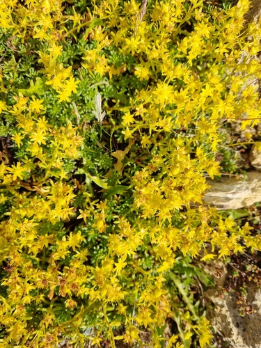 Yellow Saxifrage