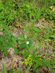 Euphorbia pubentissima