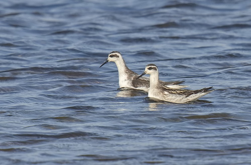 Red-necked Phalarope