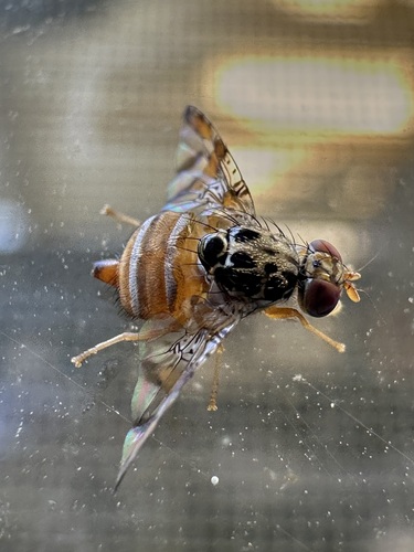 Mediterranean Fruit Fly