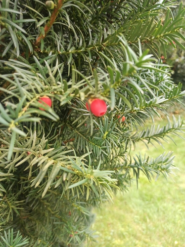 common yew