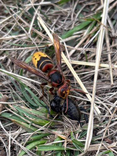 European Hornet