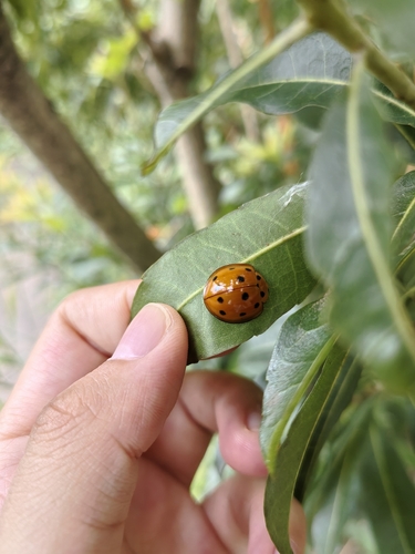 Megalocaria dilatata