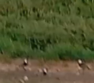 Spur-winged Lapwing