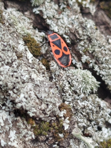 European Firebug