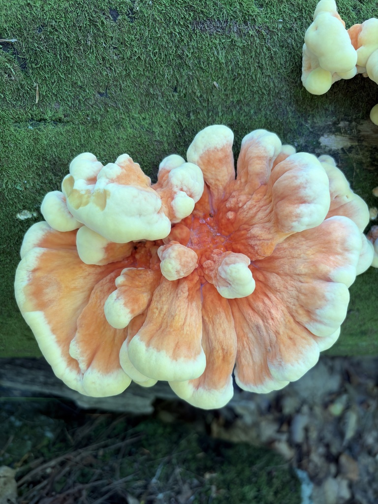 chicken of the woods · September 2026 · photo: Photo: (c) Lythronax246, some rights reserved (CC BY) · iNaturalist
