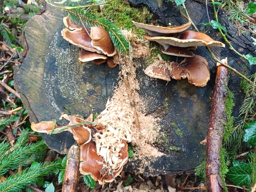 Bay Polypore