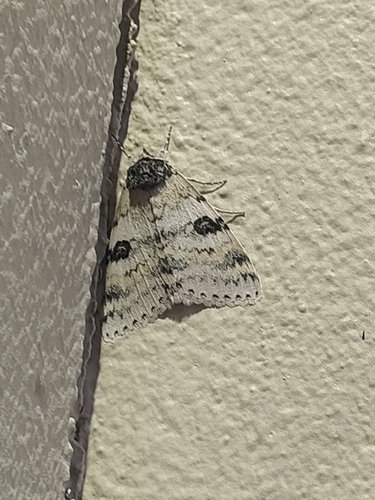 White Underwing