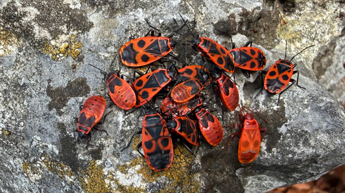 European Firebug