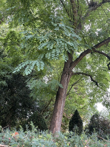 black locust