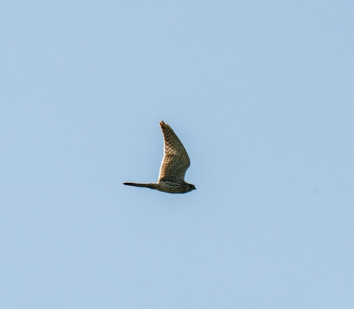 Eurasian Kestrel