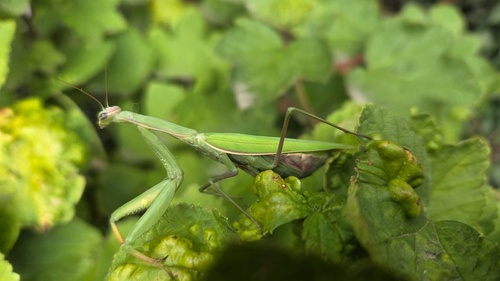 European Mantis