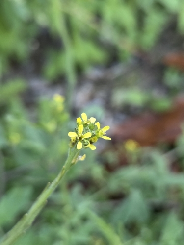 Hedge mustard
