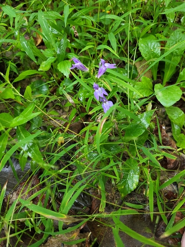 great blue lobelia