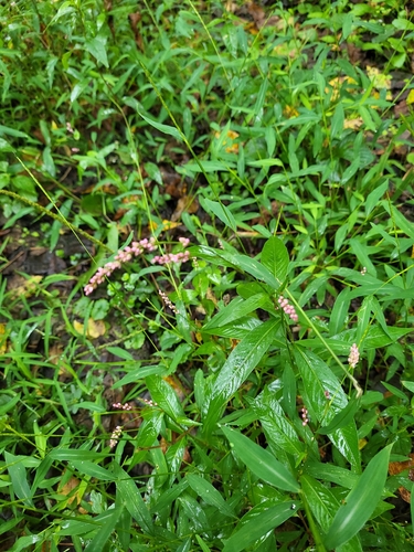 low smartweed