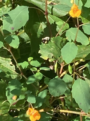 Common Eastern Bumble Bee